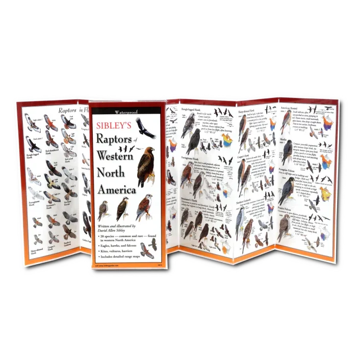 Sibley's Raptors of Western North America field guide featuring detailed bird illustrations and species info