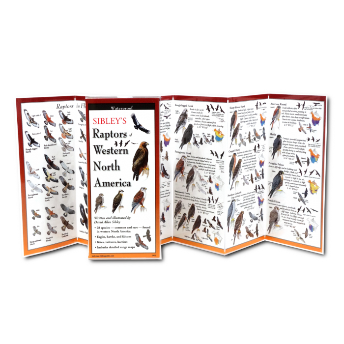 Sibley's Raptors of Western N. America